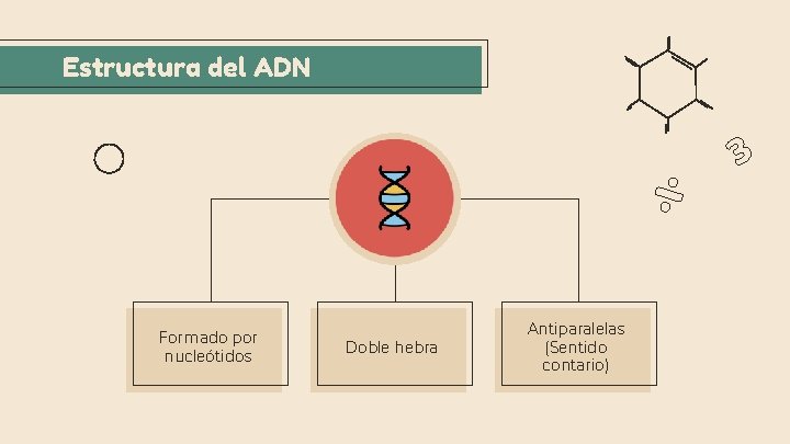 Estructura del ADN Formado por nucleótidos Doble hebra Antiparalelas (Sentido contario) 