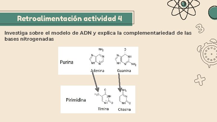 Retroalimentación actividad 4 Investiga sobre el modelo de ADN y explica la complementariedad de