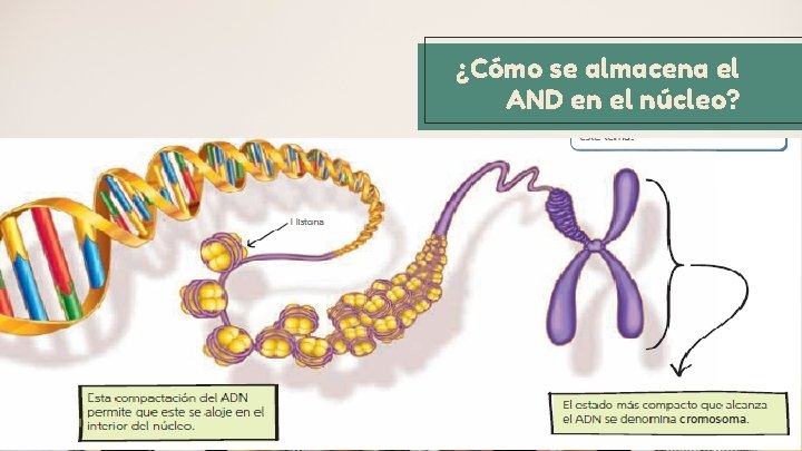 ¿Cómo se almacena el AND en el núcleo? 