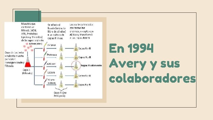 En 1994 Avery y sus colaboradores 