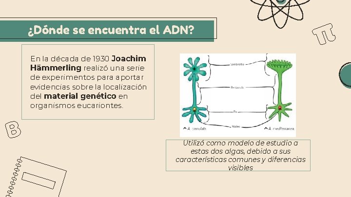 ¿Dónde se encuentra el ADN? En la década de 1930 Joachim Hämmerling realizó una