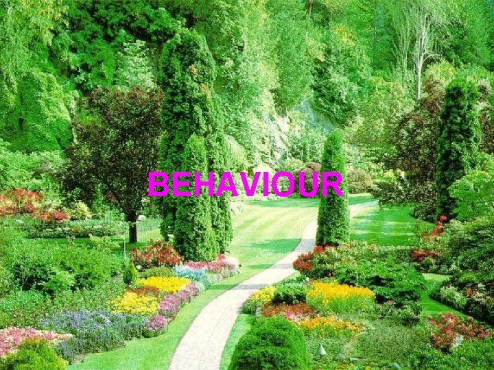BEHAVIOUR 12 