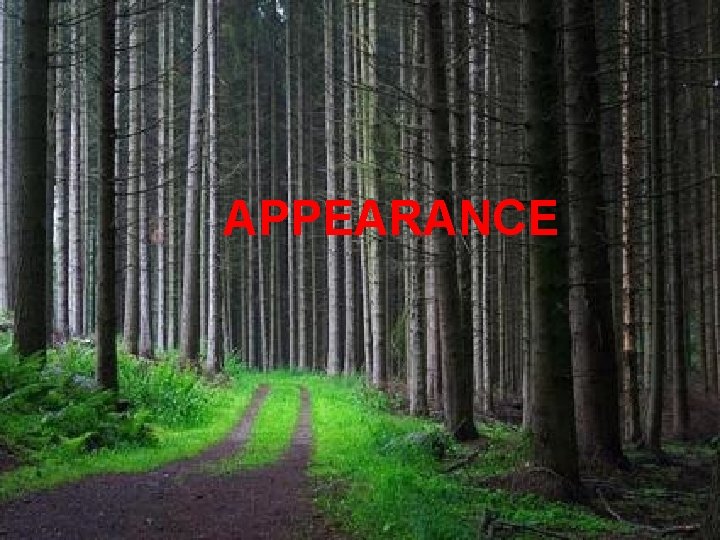 APPEARANCE 5 