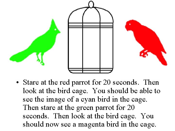  • Stare at the red parrot for 20 seconds. Then look at the