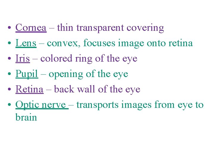  • • • Cornea – thin transparent covering Lens – convex, focuses image