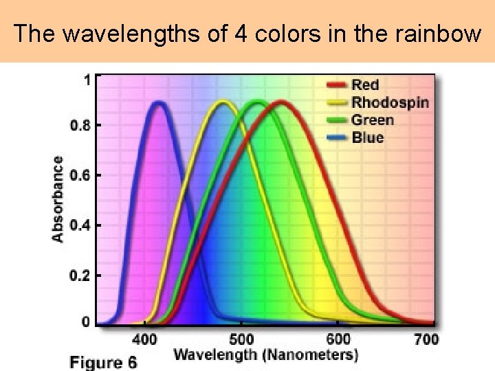 The wavelengths of 4 colors in the rainbow 