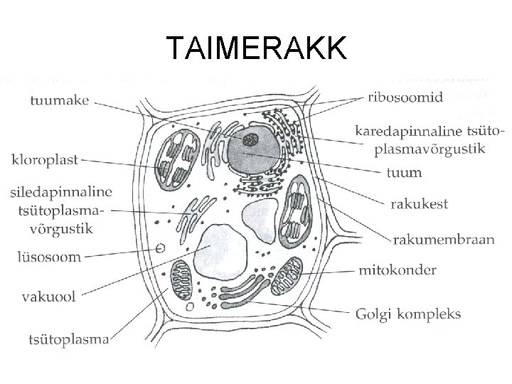 TAIMERAKK 