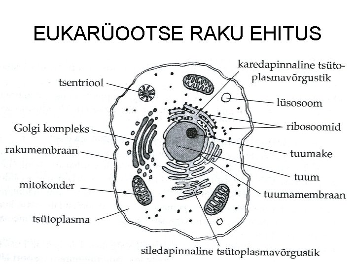 EUKARÜOOTSE RAKU EHITUS 