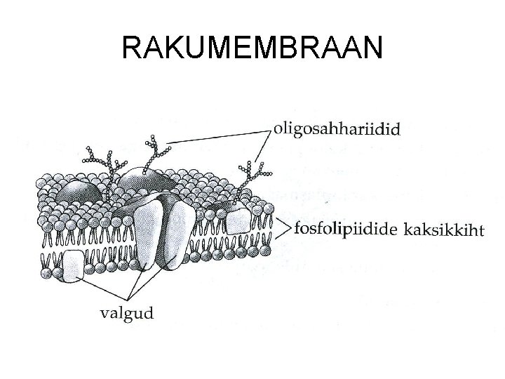 RAKUMEMBRAAN 