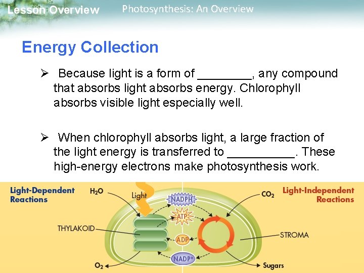 Lesson Overview Photosynthesis: An Overview Energy Collection Ø Because light is a form of