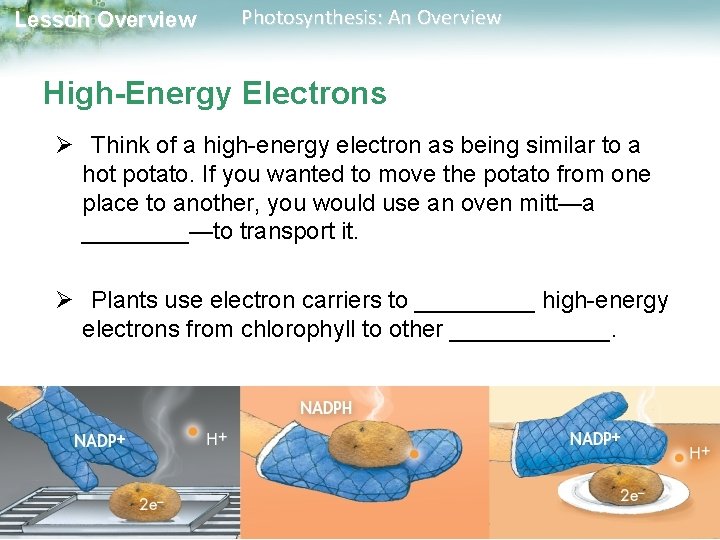 Lesson Overview Photosynthesis: An Overview High-Energy Electrons Ø Think of a high-energy electron as