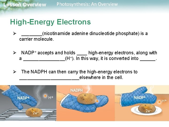 Lesson Overview Photosynthesis: An Overview High-Energy Electrons Ø ____(nicotinamide adenine dinucleotide phosphate) is a
