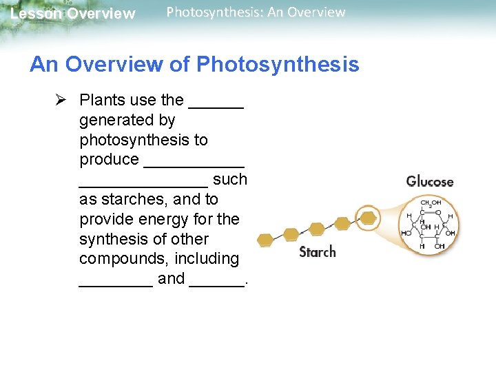 Lesson Overview Photosynthesis: An Overview of Photosynthesis Ø Plants use the ______ generated by