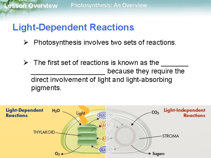 Lesson Overview Photosynthesis: An Overview Light-Dependent Reactions Ø Photosynthesis involves two sets of reactions.