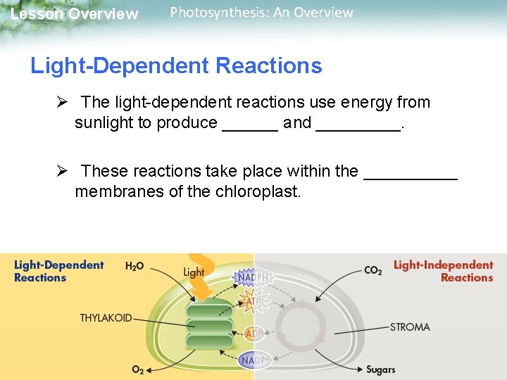 Lesson Overview Photosynthesis: An Overview Light-Dependent Reactions Ø The light-dependent reactions use energy from