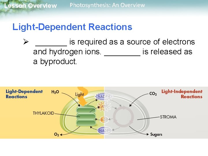 Lesson Overview Photosynthesis: An Overview Light-Dependent Reactions Ø _______ is required as a source