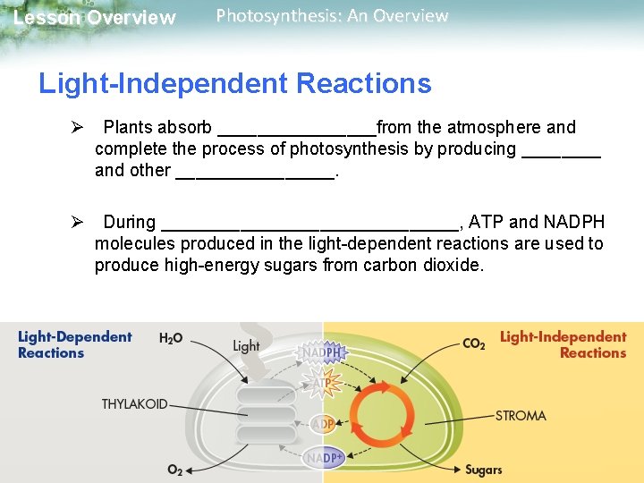 Lesson Overview Photosynthesis: An Overview Light-Independent Reactions Ø Plants absorb ________from the atmosphere and