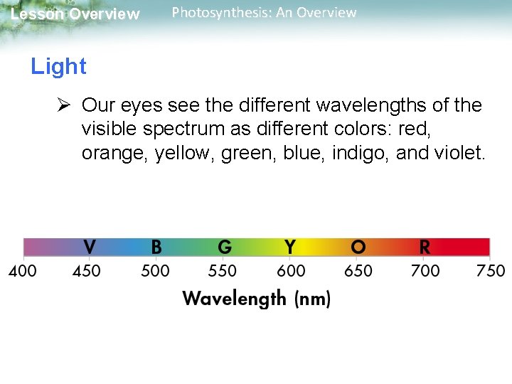 Lesson Overview Photosynthesis: An Overview Light Ø Our eyes see the different wavelengths of