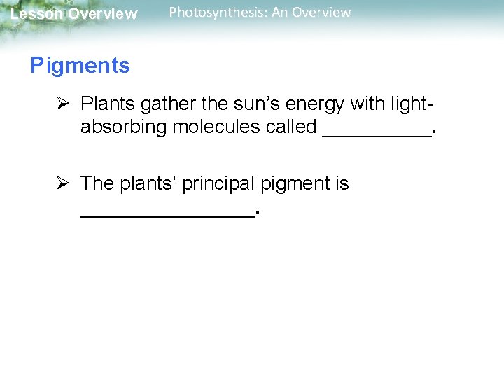 Lesson Overview Photosynthesis: An Overview Pigments Ø Plants gather the sun’s energy with lightabsorbing