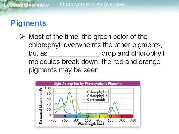 Lesson Overview Photosynthesis: An Overview Pigments Ø Most of the time, the green color