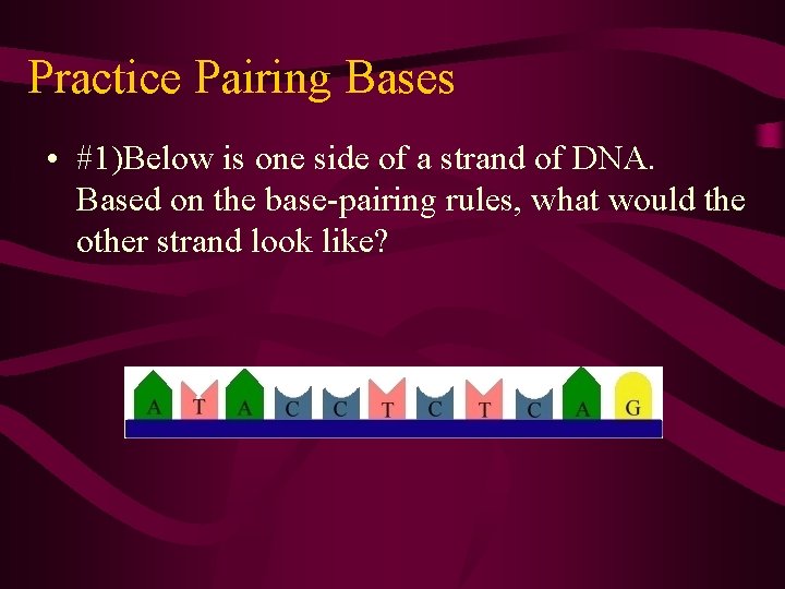 Practice Pairing Bases • #1)Below is one side of a strand of DNA. Based Practice Pairing Bases • #1)Below is one side of a strand of DNA. Based