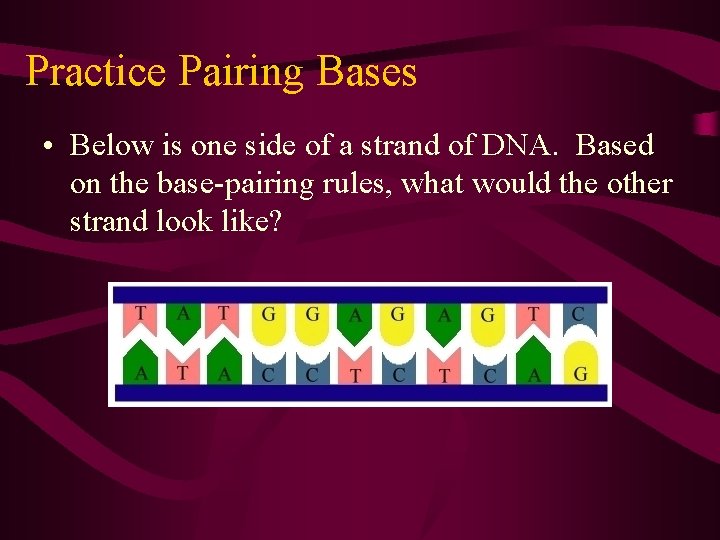 Practice Pairing Bases • Below is one side of a strand of DNA. Based