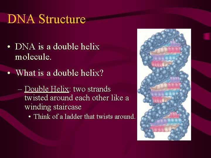 DNA Structure • DNA is a double helix molecule. • What is a double