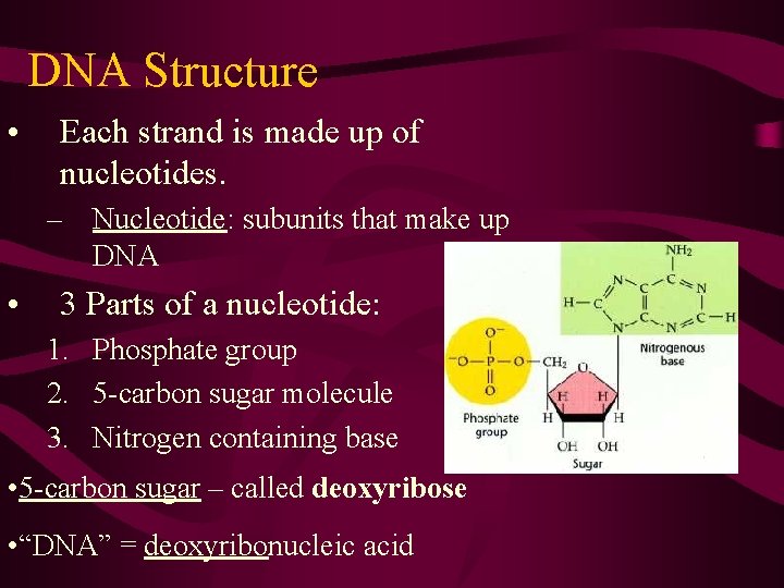 DNA Structure • Each strand is made up of nucleotides. – Nucleotide: subunits that