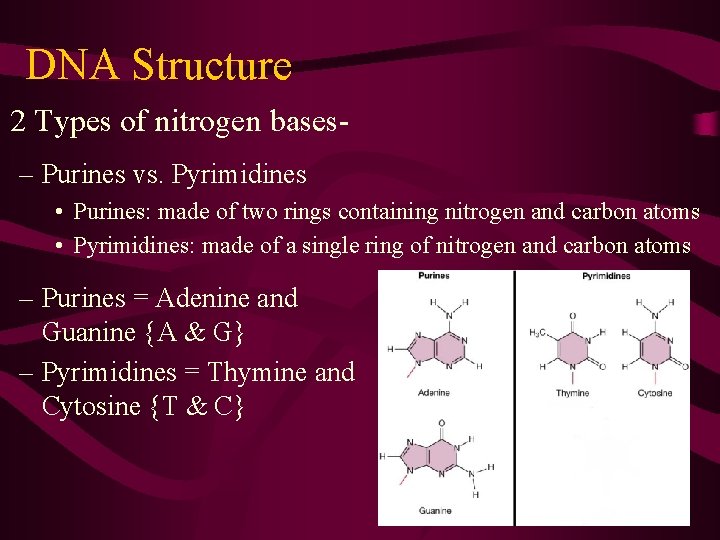 DNA Structure 2 Types of nitrogen bases– Purines vs. Pyrimidines • Purines: made of DNA Structure 2 Types of nitrogen bases– Purines vs. Pyrimidines • Purines: made of