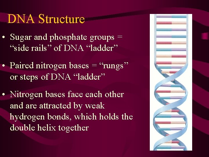 DNA Structure • Sugar and phosphate groups = “side rails” of DNA “ladder” •