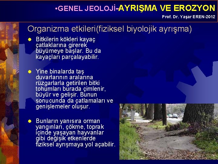  • GENEL JEOLOJİ-AYRIŞMA VE EROZYON Prof. Dr. Yaşar EREN-2012 Organizma etkileri(fiziksel biyolojik ayrışma)