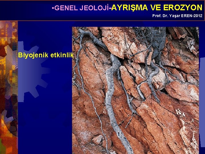  • GENEL JEOLOJİ-AYRIŞMA VE EROZYON Prof. Dr. Yaşar EREN-2012 Biyojenik etkinlik 