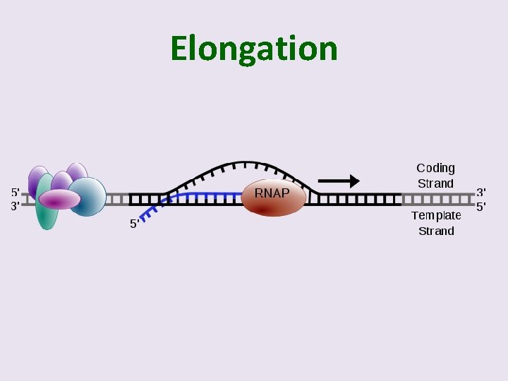 Elongation 