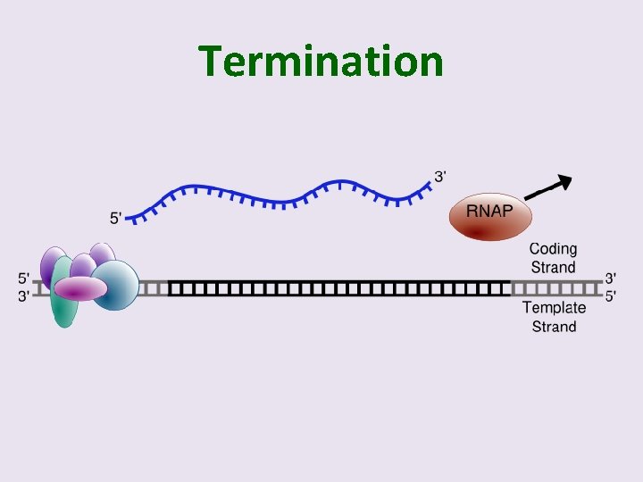 Termination 