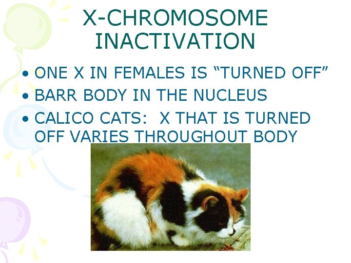 X-CHROMOSOME INACTIVATION • ONE X IN FEMALES IS “TURNED OFF” • BARR BODY IN