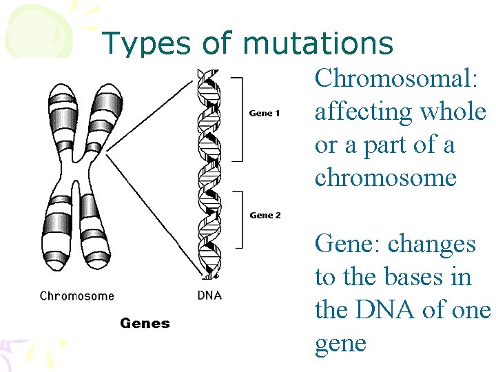 Types of mutations Chromosomal: affecting whole or a part of a chromosome Gene: changes