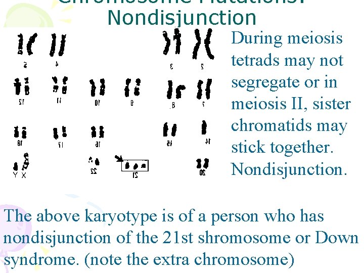 Chromosome Mutations: Nondisjunction During meiosis tetrads may not segregate or in meiosis II, sister