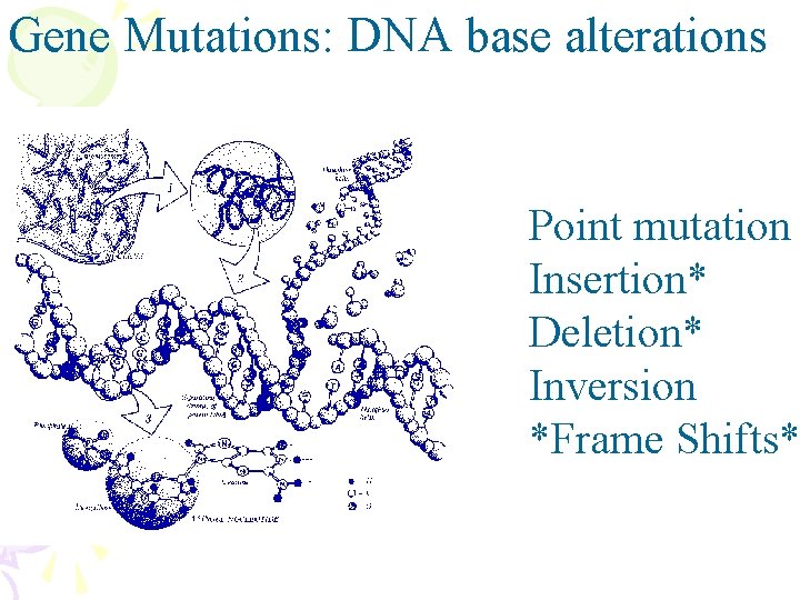 Gene Mutations: DNA base alterations Point mutation Insertion* Deletion* Inversion *Frame Shifts* 