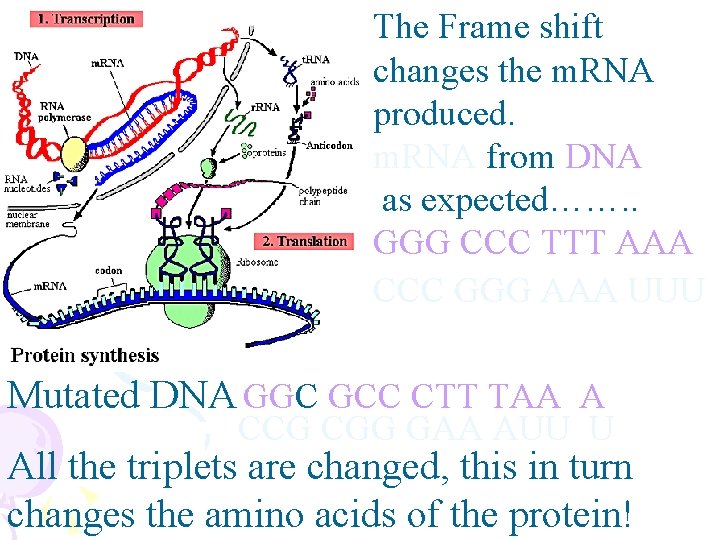 The Frame shift changes the m. RNA produced. m. RNA from DNA as expected…….