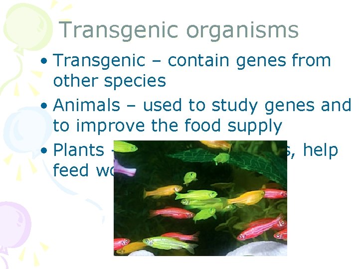 Transgenic organisms • Transgenic – contain genes from other species • Animals – used