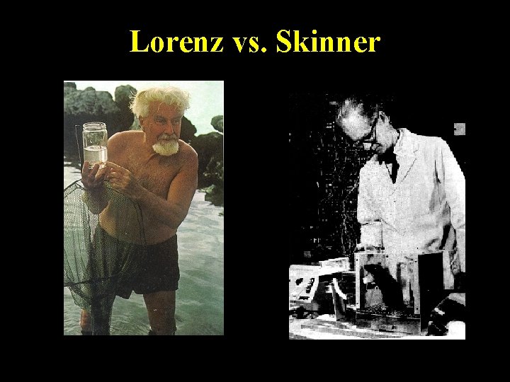 Lorenz vs. Skinner 