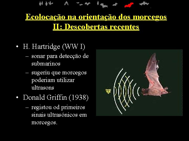 Ecolocação na orientação dos morcegos II: Descobertas recentes • H. Hartridge (WW I) –