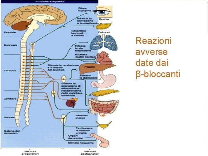 Reazioni avverse date dai β-bloccanti 