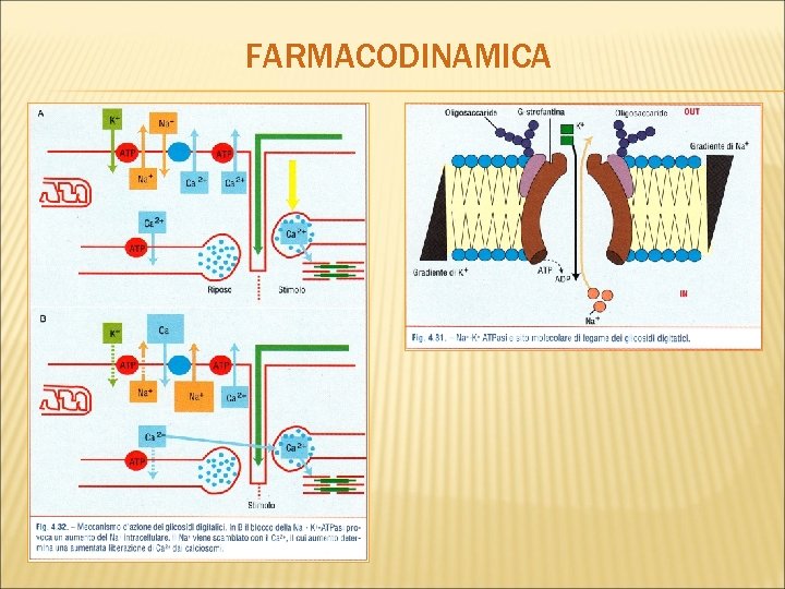 FARMACODINAMICA 