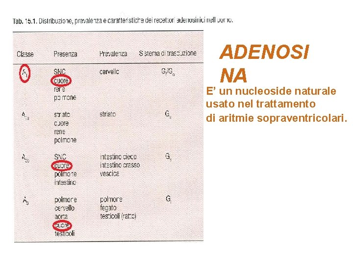 ADENOSI NA E’ un nucleoside naturale usato nel trattamento di aritmie sopraventricolari. 
