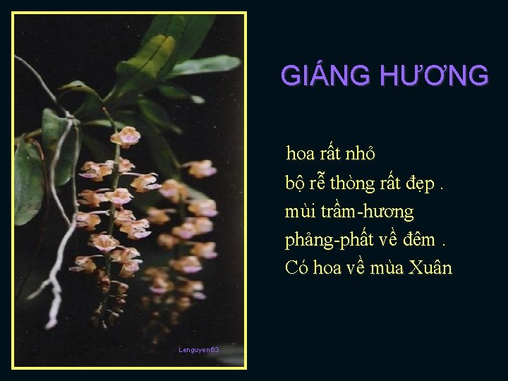 GIÁNG HƯƠNG hoa rất nhỏ bộ rễ thòng rất đẹp. mùi trầm-hương phảng-phất về