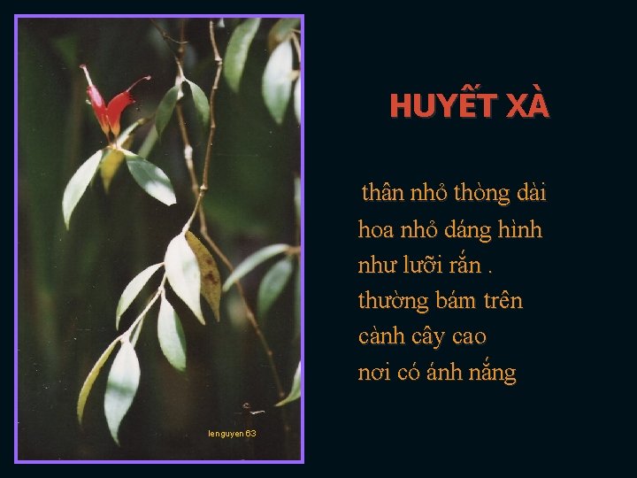 HUYẾT XÀ thân nhỏ thòng dài hoa nhỏ dáng hình như lưỡi rắn. thường
