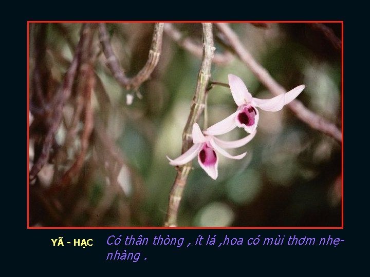 lenguyen 63 YÃ - HẠC Có thân thòng , ít lá , hoa có