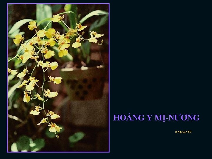 HOÀNG Y MỊ-NƯƠNG lenguyen 63 