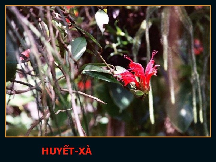 HUYẾT-XÀ 